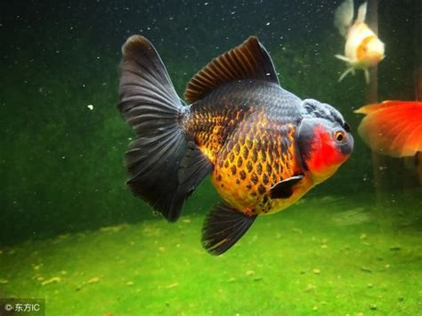 家裡養的魚|新手養魚首選魚類有哪些？－風生水起「燈」好運。